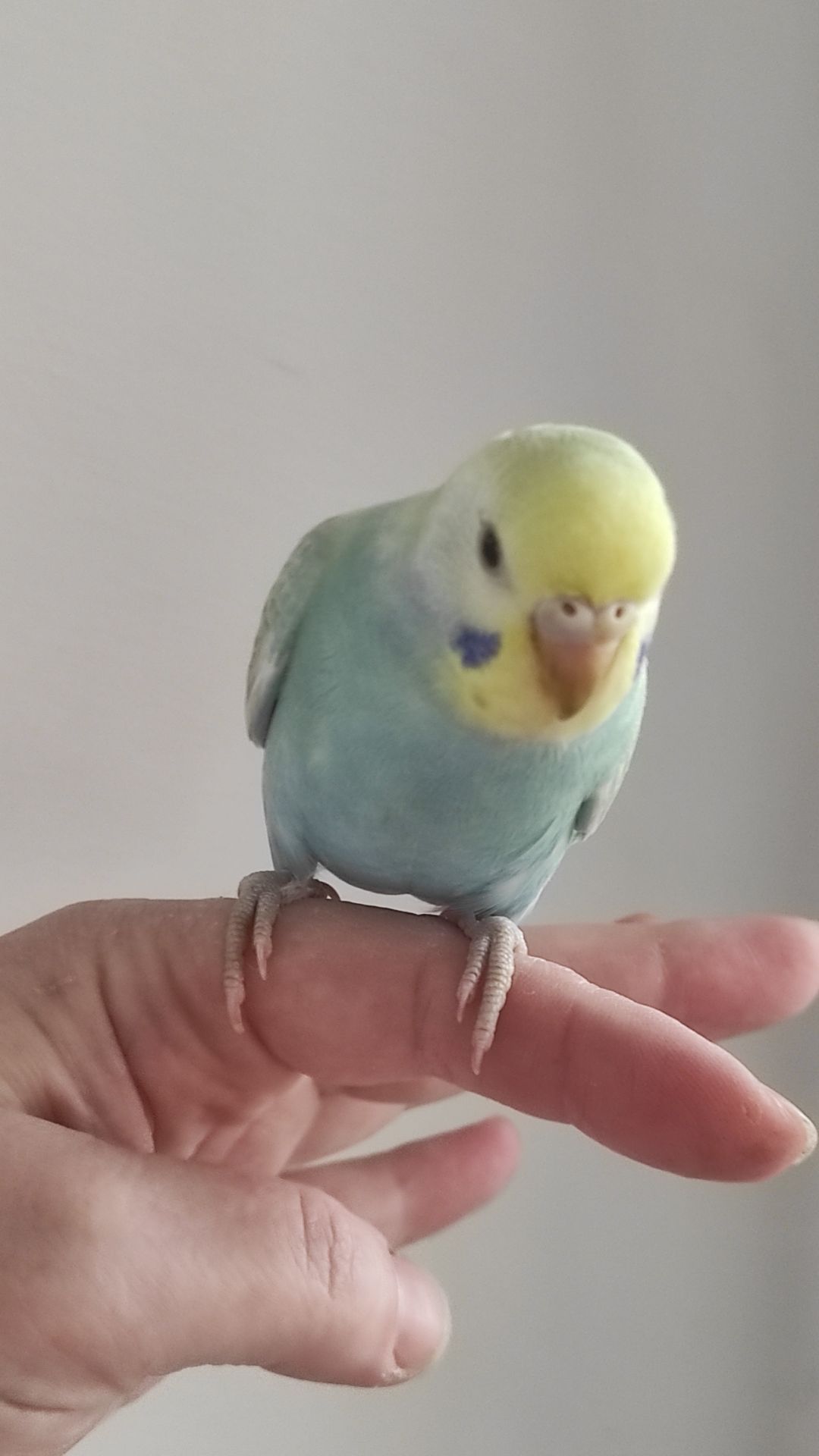 Волнистый попугай