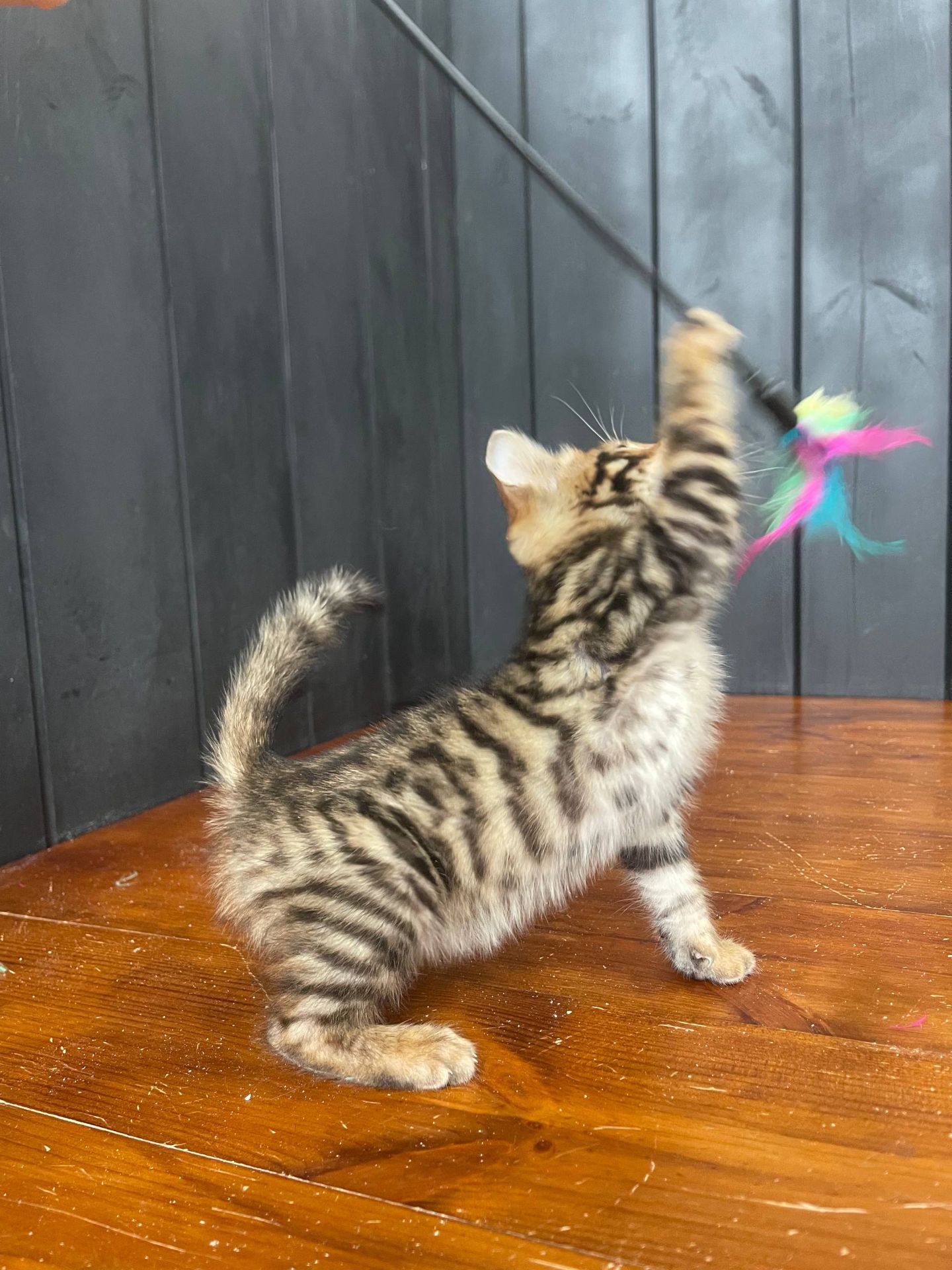 Котик породи Тойгер, Юго