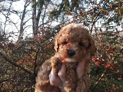 Цуценята мальтипу