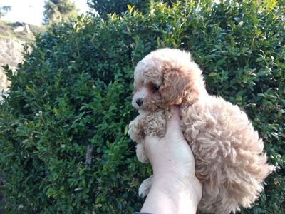 Цуценята мальтипу