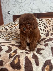 Той пудель мальчик