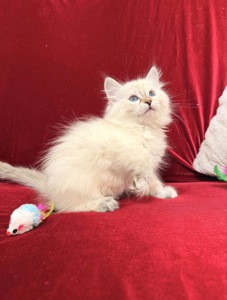 Невська маскарадна киця