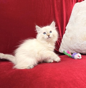 Невська маскарадна киця