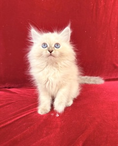 Кошеня невське маскарадне