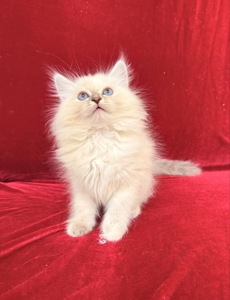 Кошеня невське маскарадне