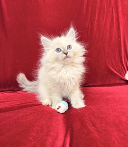 Кошеня невське маскарадне