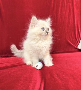 Кошеня невське маскарадне