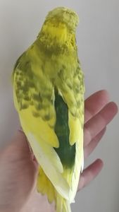 Волнистый попугай