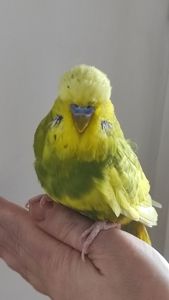 Волнистый попугай