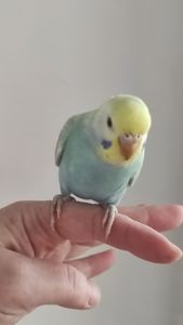 Волнистый попугай