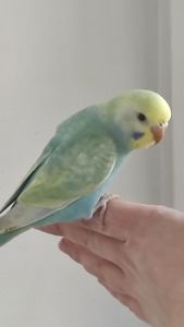 Волнистый попугай