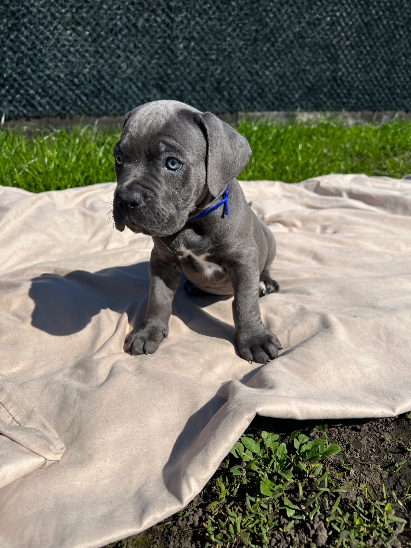 Великий та спокійний красень Кане-Корсо (КСУ/FCI)