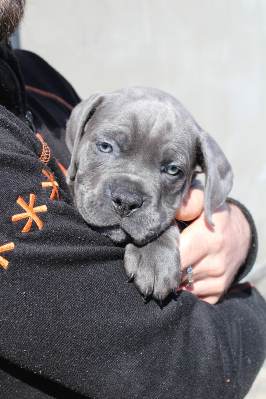 Великий та спокійний красень Кане-Корсо (КСУ/FCI)