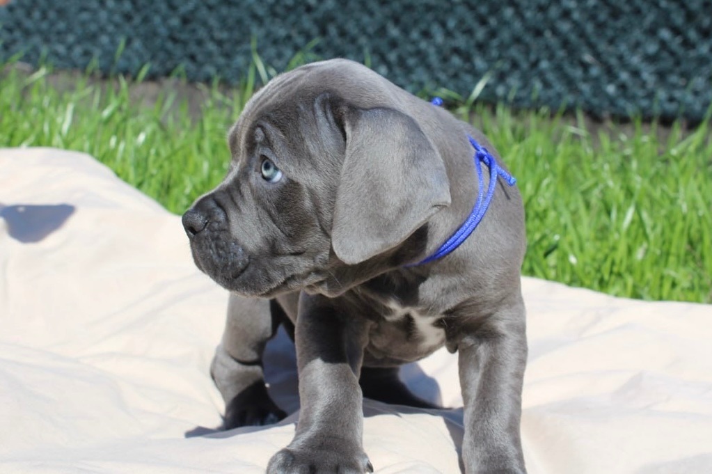 Великий та спокійний красень Кане-Корсо (КСУ/FCI)