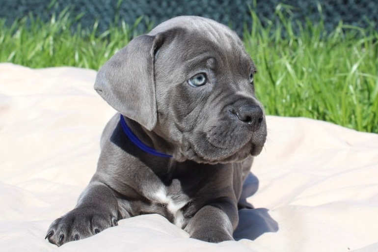 Великий та спокійний красень Кане-Корсо (КСУ/FCI)