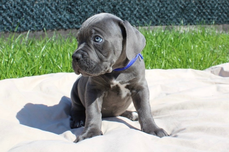 Великий та спокійний красень Кане-Корсо (КСУ/FCI)