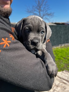 Великий та спокійний красень Кане-Корсо (КСУ/FCI)