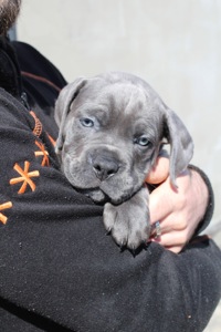 Великий та спокійний красень Кане-Корсо (КСУ/FCI)