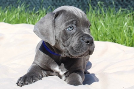 Великий та спокійний красень Кане-Корсо (КСУ/FCI)