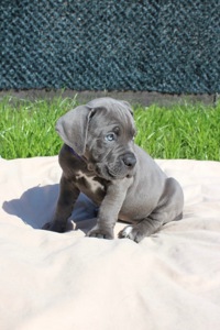 Великий та спокійний красень Кане-Корсо (КСУ/FCI)