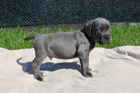 Великий та спокійний красень Кане-Корсо (КСУ/FCI)