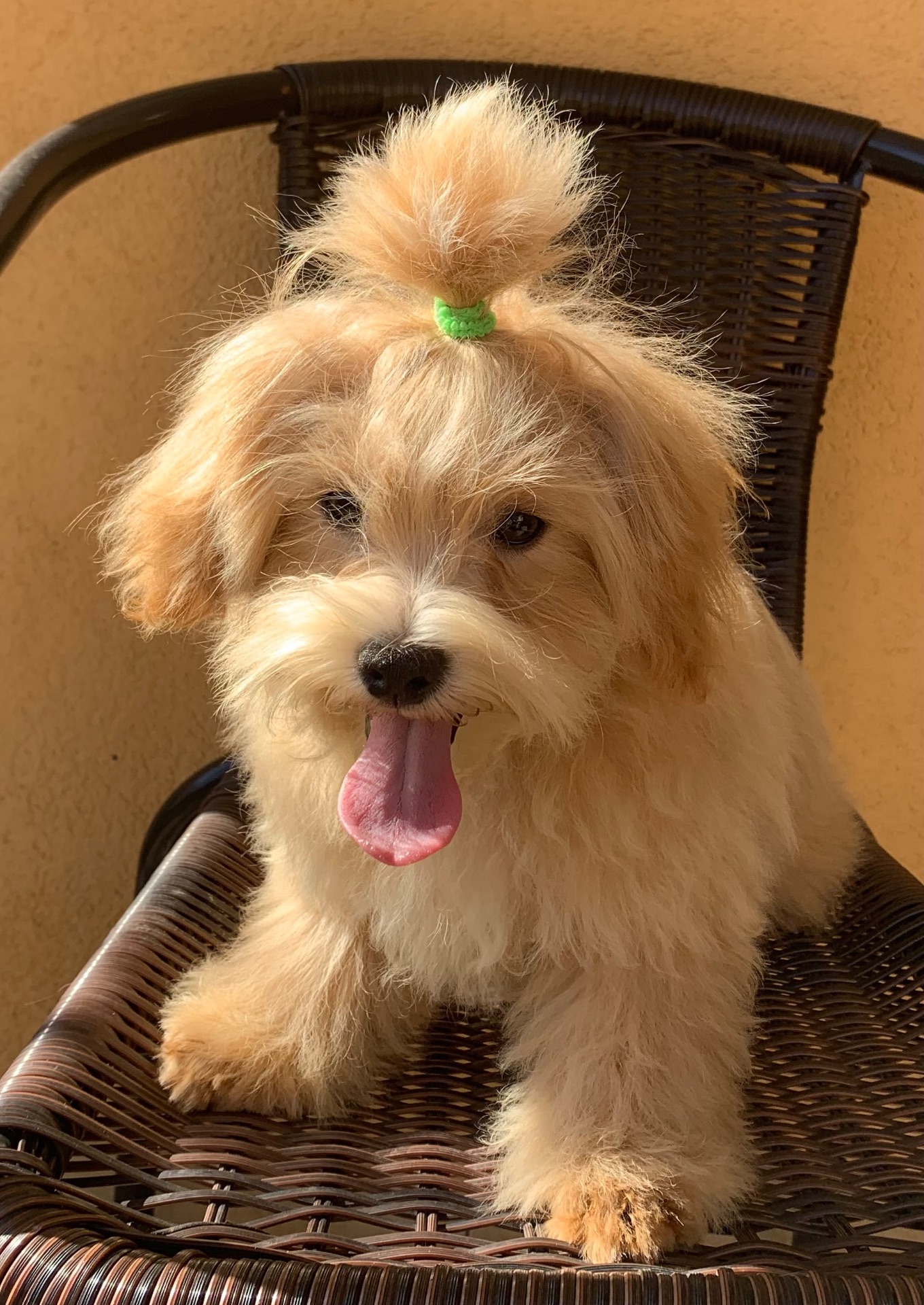 Мальтіпу хлопчик