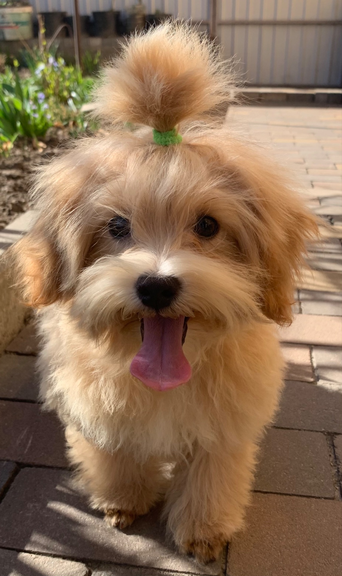 Мальтіпу хлопчик