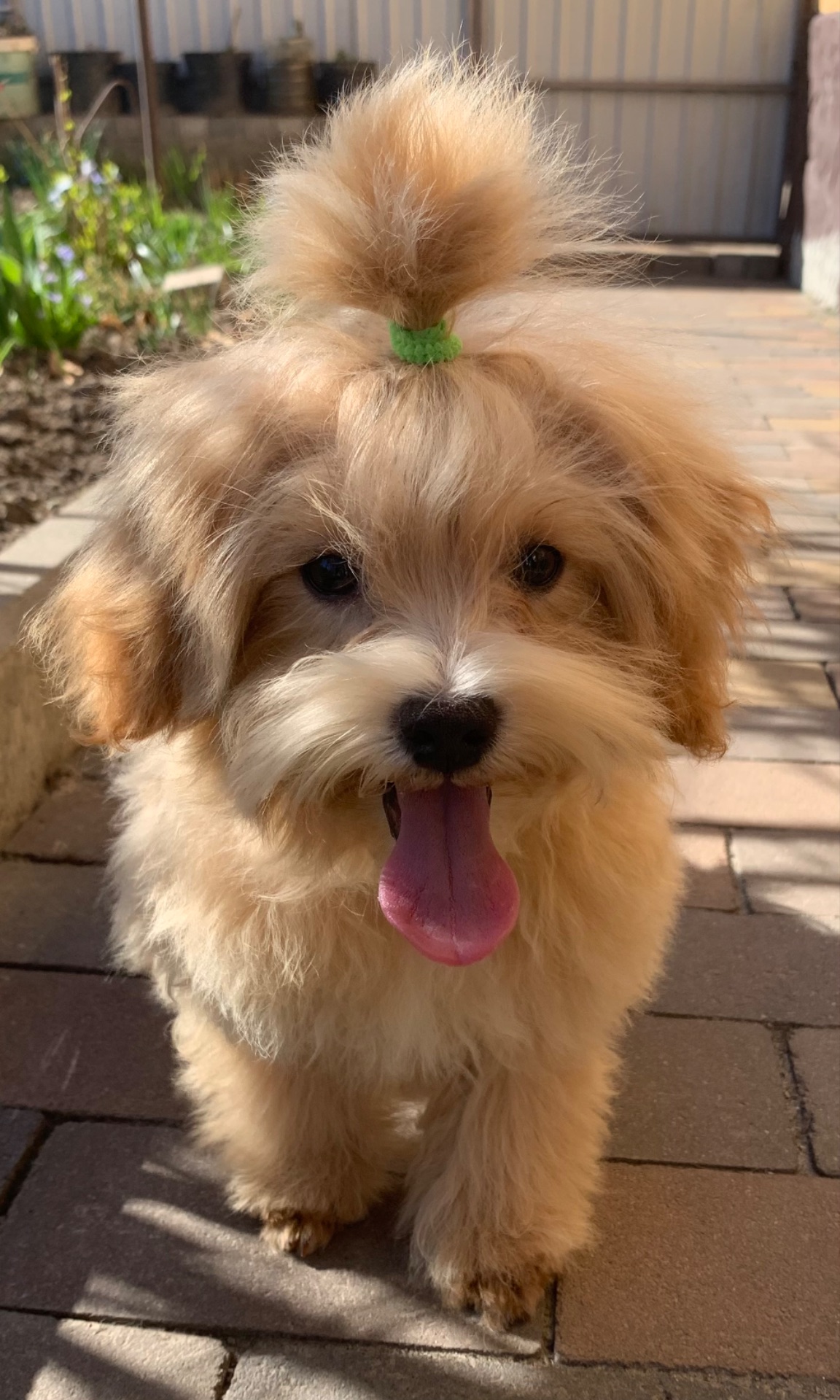 Мальтіпу хлопчик