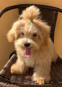 Мальтіпу хлопчик