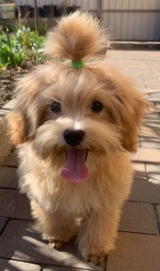 Мальтіпу хлопчик