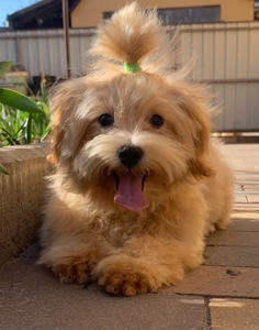 Мальтіпу хлопчик