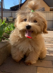 Мальтіпу хлопчик