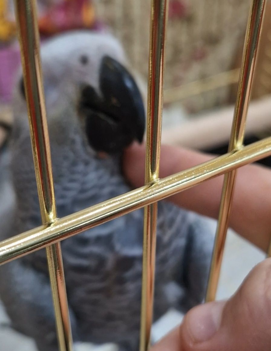 Жако малыши