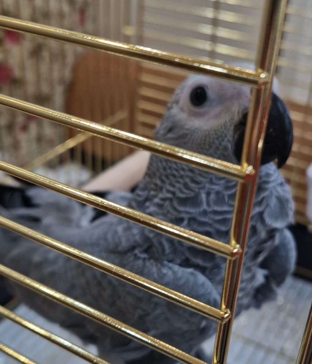 Жако малыши