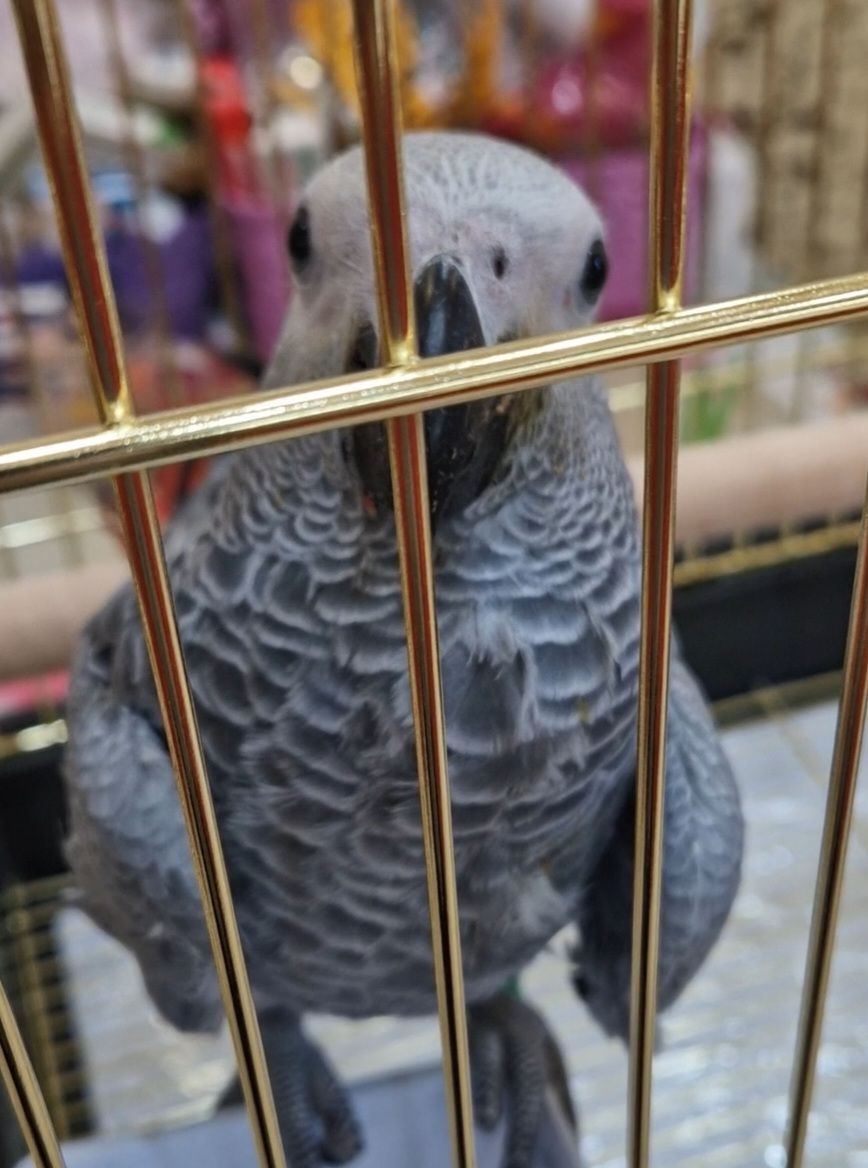 Жако малыши