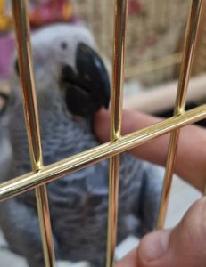 Жако малыши