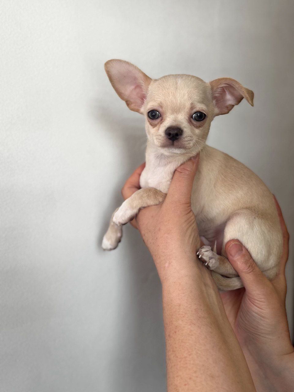 Цуценя Чихуахуа