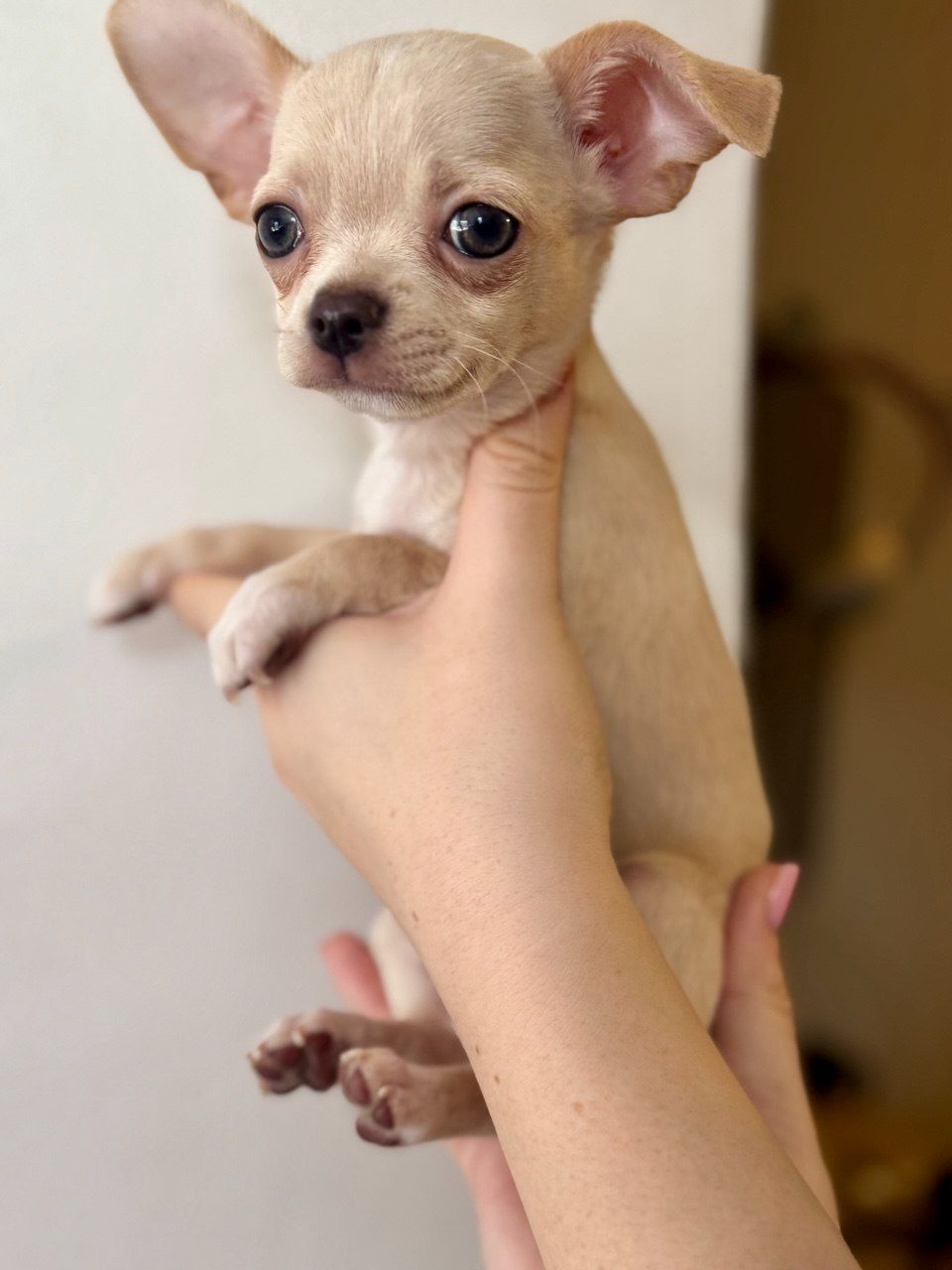Цуценя Чихуахуа