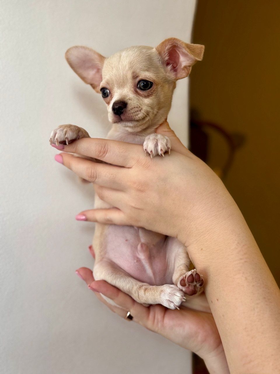 Цуценя Чихуахуа