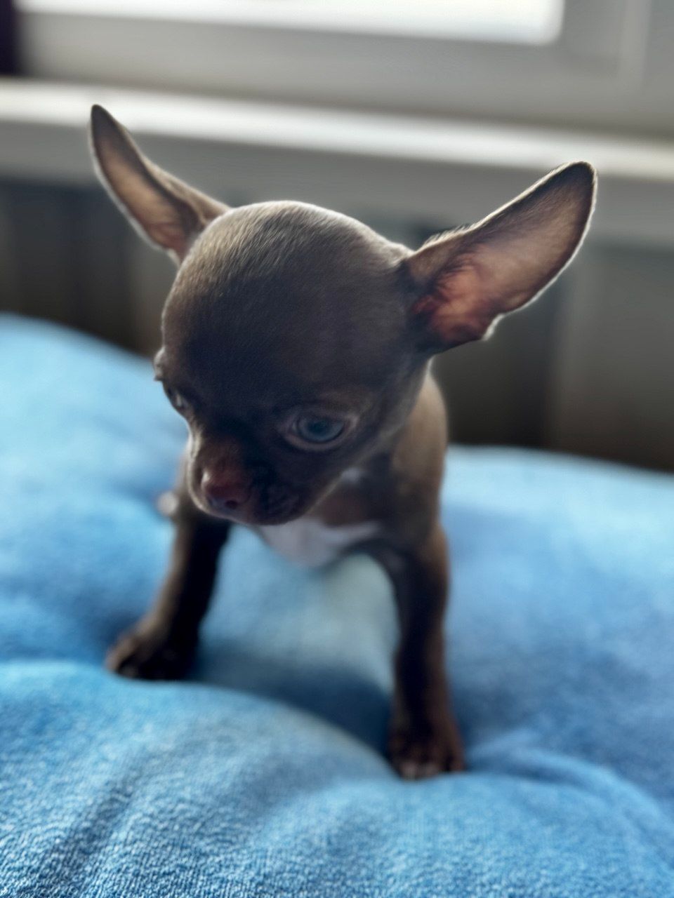 Цуценя Чихуахуа