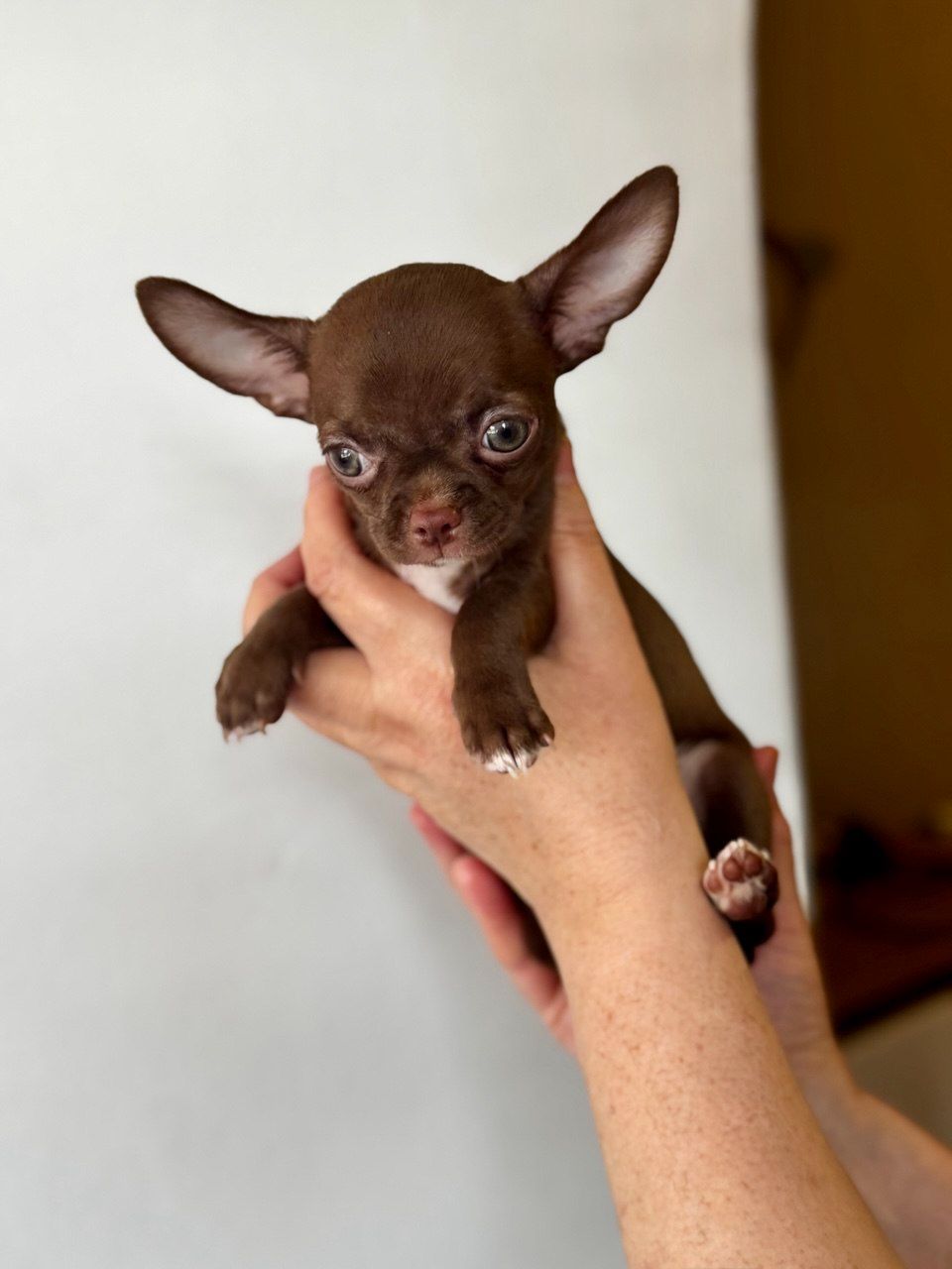 Цуценя Чихуахуа