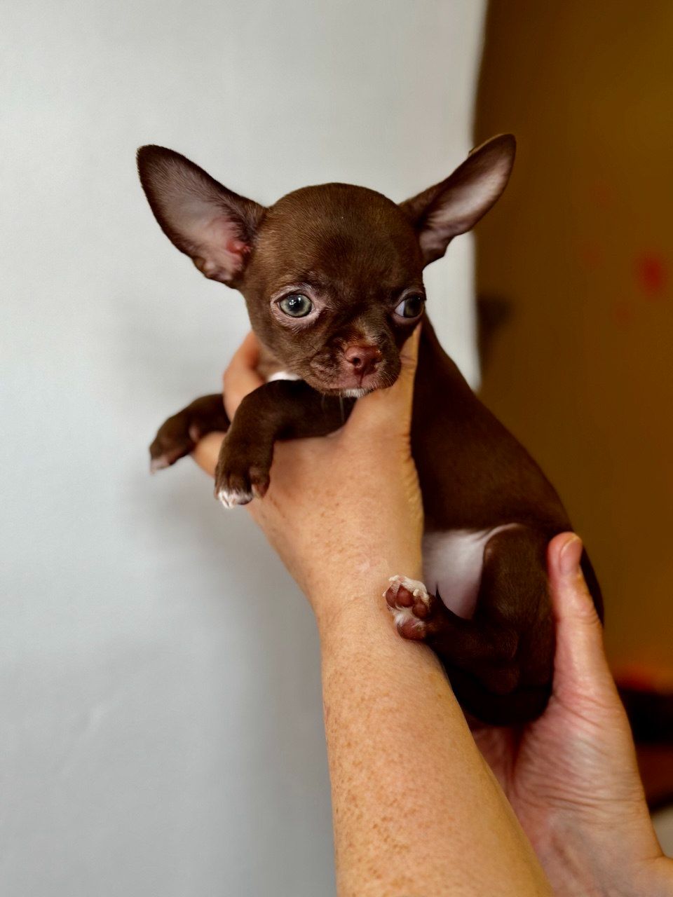 Цуценя Чихуахуа