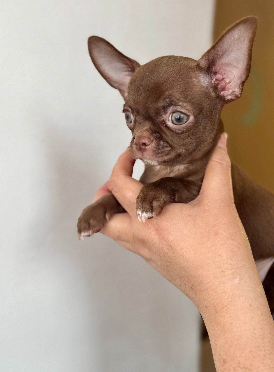 Цуценя Чихуахуа
