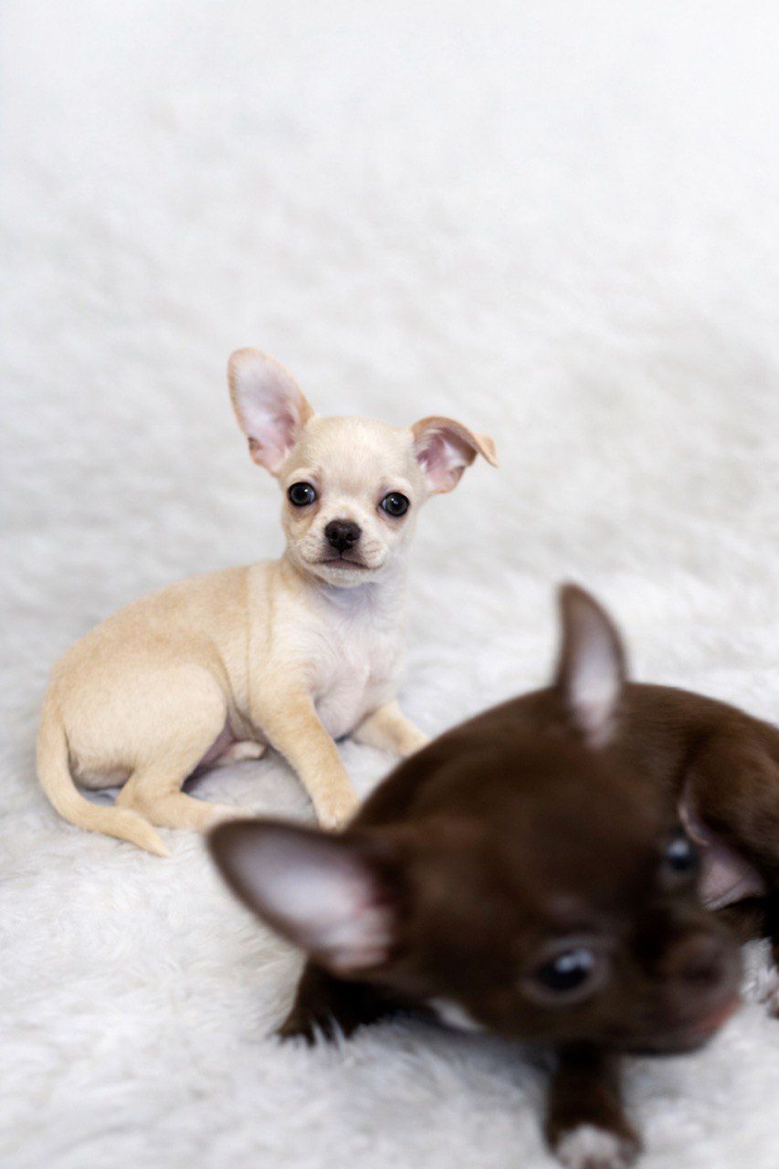 Цуценя Чихуахуа