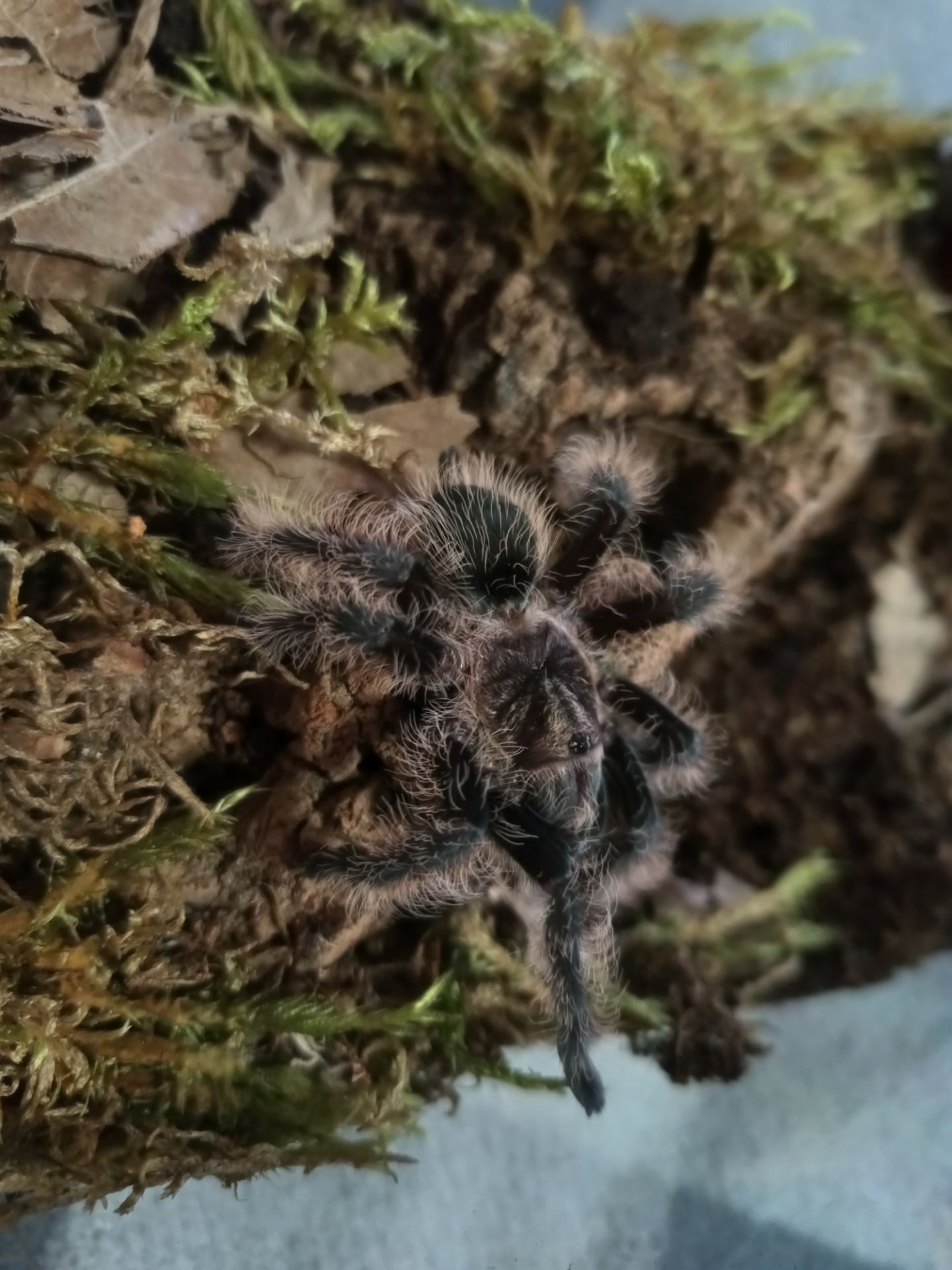 Tliltocatl Albopilosus Nicaragua