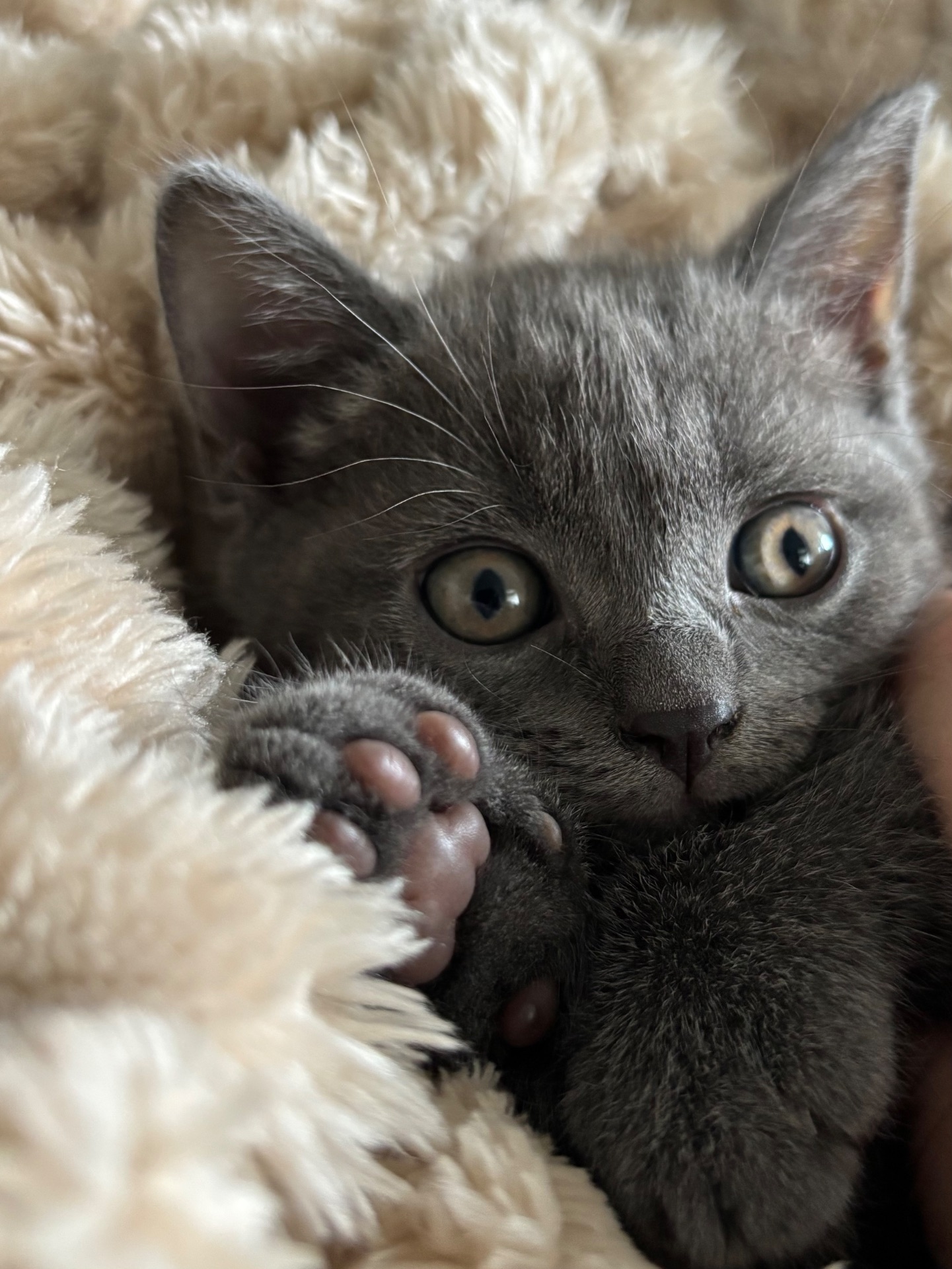 Плюшеве шотландське кошеня — готове переїхати у люблячу родину