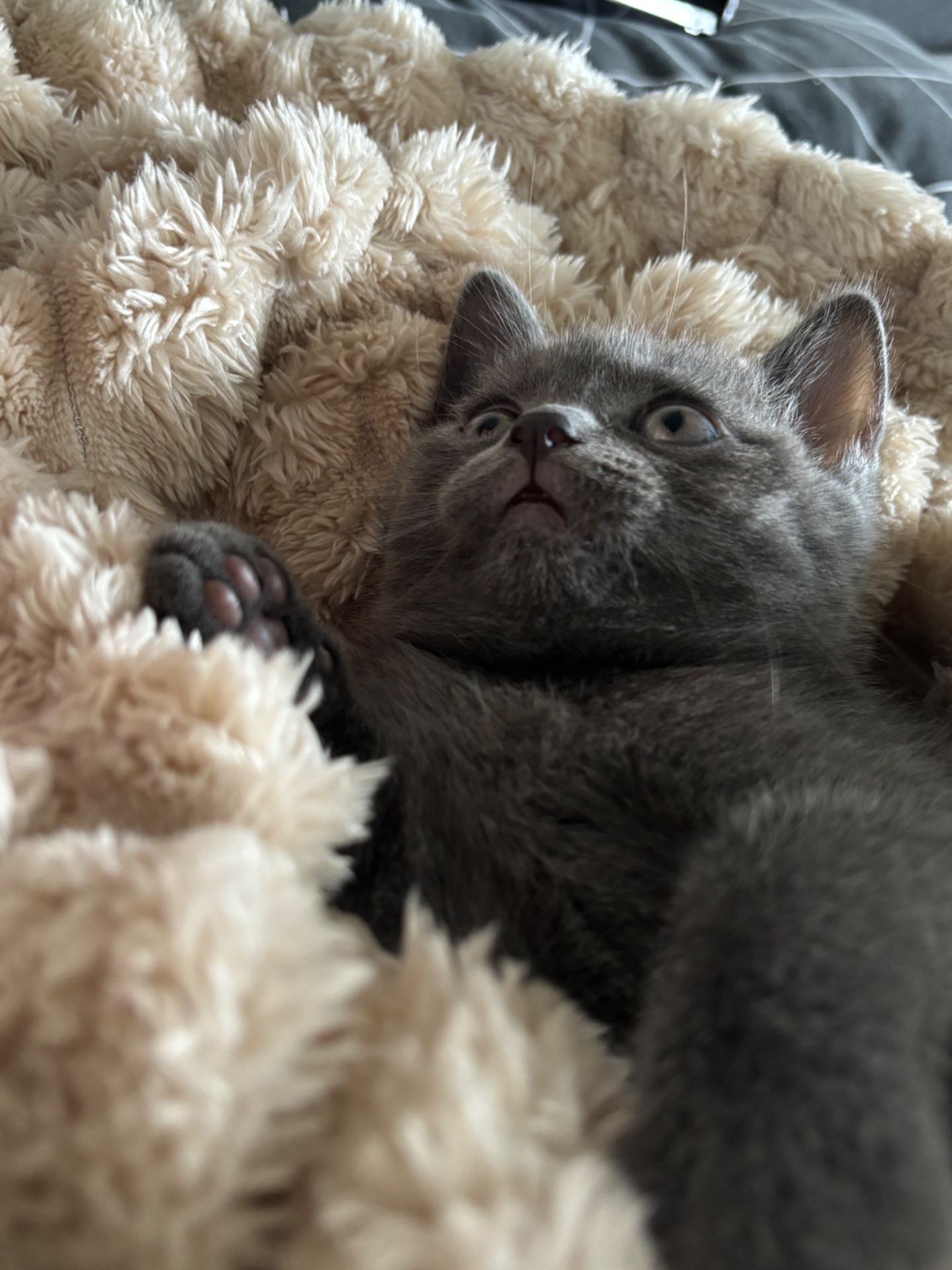 Плюшеве шотландське кошеня — готове переїхати у люблячу родину