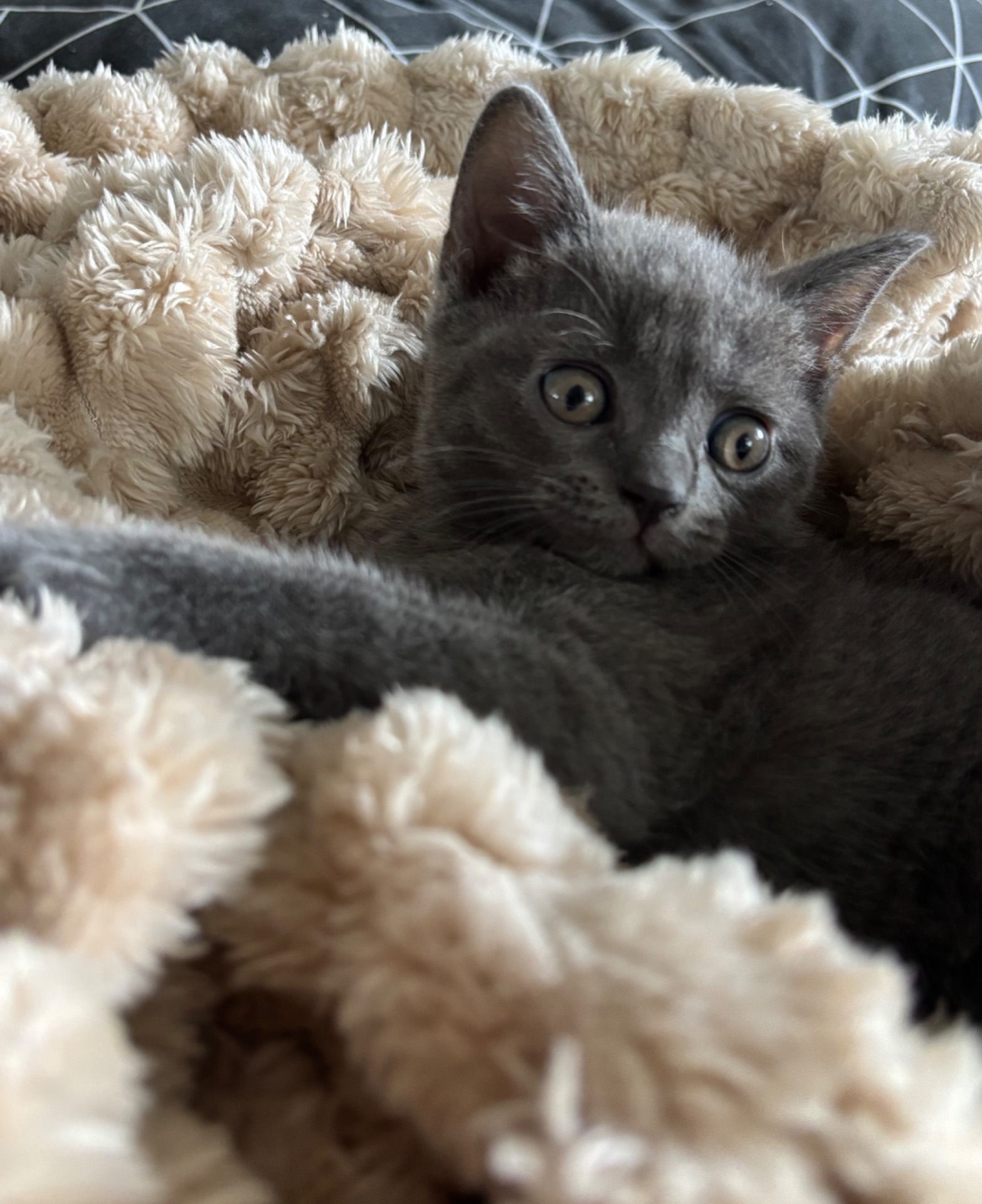 Плюшеве шотландське кошеня — готове переїхати у люблячу родину