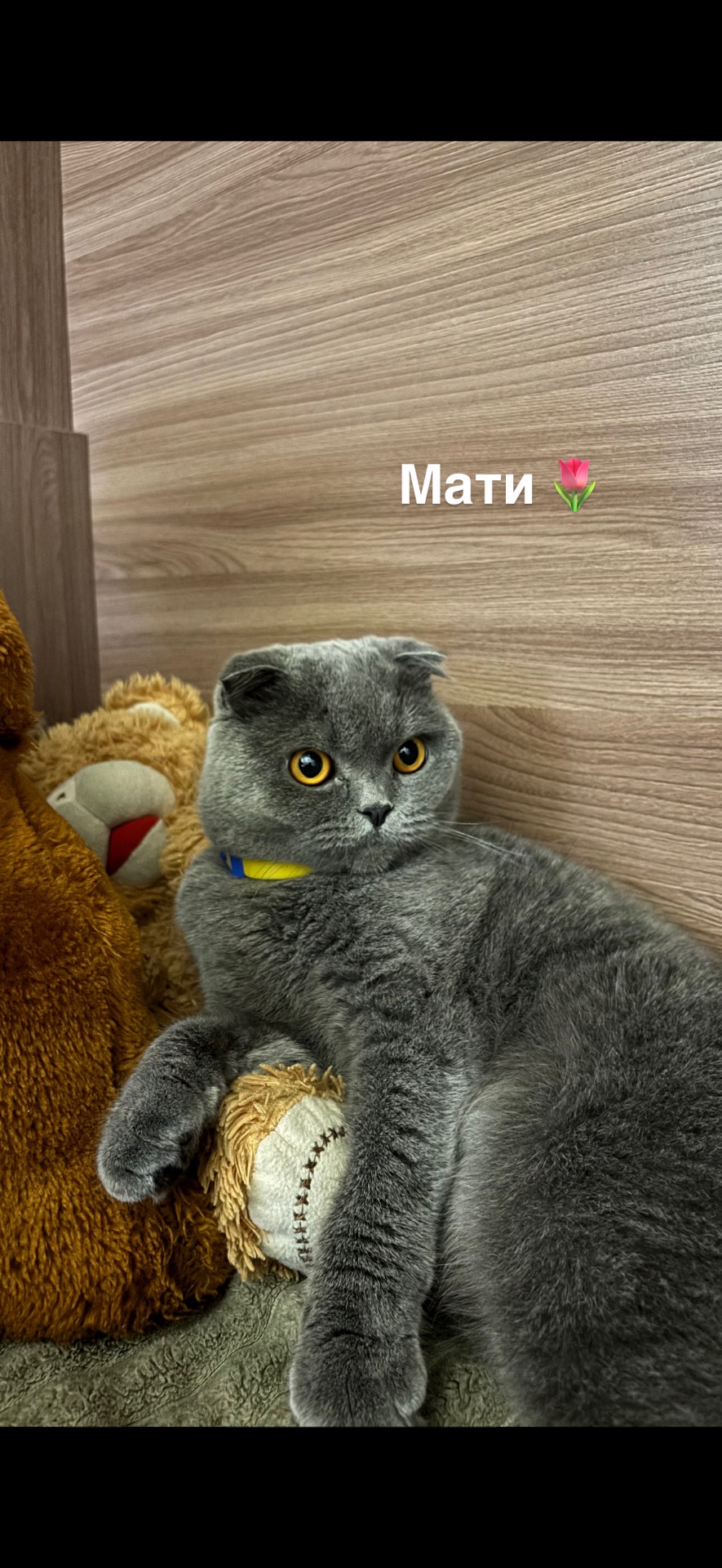 Плюшеве шотландське кошеня — готове переїхати у люблячу родину