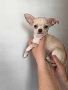 Цуценя Чихуахуа